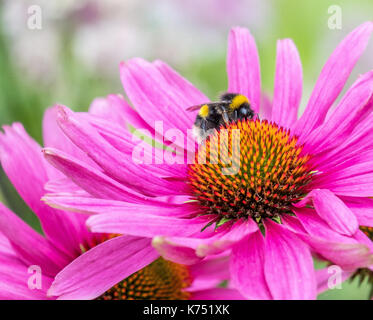 Biene bestäubt Pink daisy Osteospermum jucundum, die an der Universität von Nottingham Stockfoto