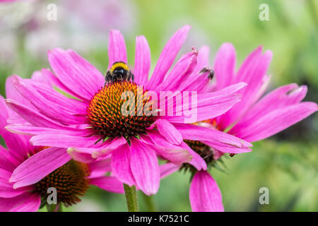 Biene bestäubt Pink daisy Osteospermum jucundum, die an der Universität von Nottingham Stockfoto