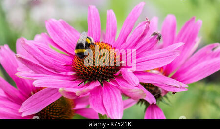 Biene bestäubt Pink daisy Osteospermum jucundum, die an der Universität von Nottingham Stockfoto