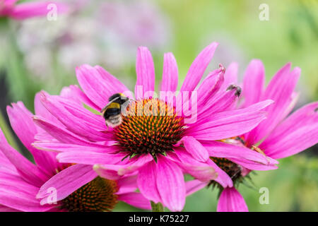 Biene bestäubt Pink daisy Osteospermum jucundum, die an der Universität von Nottingham Stockfoto
