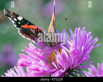 Red Admiral Schmetterling Vanessa atalanta auf Michaelmas daises im Herbst Stockfoto