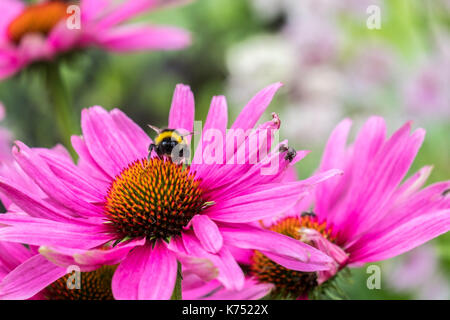 Biene bestäubt Pink daisy Osteospermum jucundum, die an der Universität von Nottingham Stockfoto