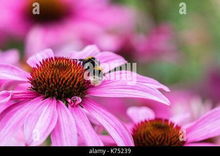 Biene bestäubt Pink daisy Osteospermum jucundum, die an der Universität von Nottingham Stockfoto