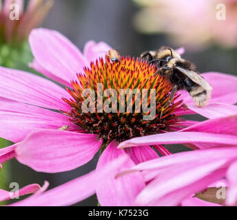 Biene bestäubt Pink daisy Osteospermum jucundum, die an der Universität von Nottingham Stockfoto