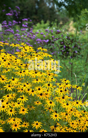 Rudbeckia fulgida var. Deamii. Deam Coneflowers in einem Garten. RHS Wisley Gardens, Surrey, Großbritannien Stockfoto