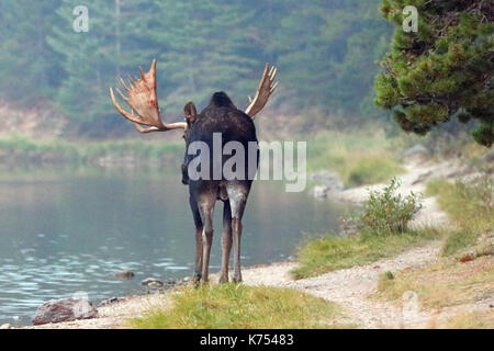 Nach Shiras Elch stier zu Fuß in der Nähe der Ufer des Fishercap See am Swiftcurrent Wanderweg im Many Glacier Region des Glacier National Park duri Stockfoto