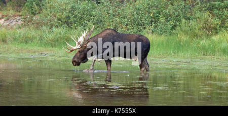 Nach Shiras Elch stier zu Fuß in der Nähe der Ufer des Fishercap See am Swiftcurrent Wanderweg im Many Glacier Region des Glacier National Park duri Stockfoto