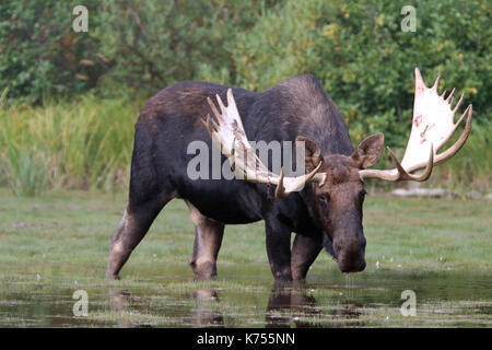 Nach Shiras Elch stier Fütterung auf Wasser, Gras in der Nähe der Ufer des Fishercap See am Swiftcurrent Wanderweg im Many Glacier Region Glacier Nat Stockfoto