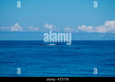 Northern Tümmler Wale besuchen Sie die Azoren im Sommer auf die Fülle von Squid zu füttern. Stockfoto