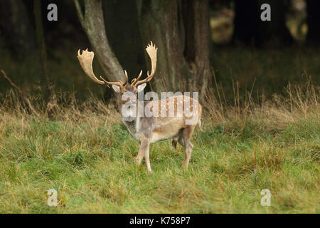 Damhirsch Stockfoto