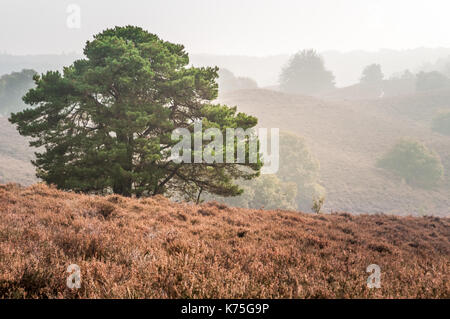 Ein Baum auf den Hügeln der Winterlandschaft im Nationalpark Veluwezoom in den Niederlanden. Es ist einem nebligen Tag im Herbst und die Hügel sind mit Stockfoto