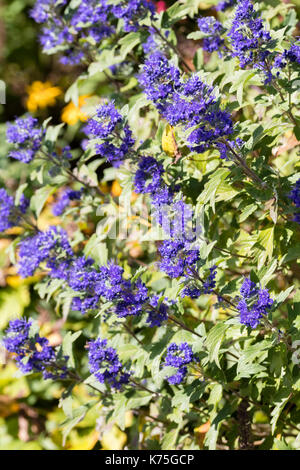 Blaue Blumen der Ende Sommer bis Anfang Herbst blühende sommergrüne Strauch, Caryopteris x clandonensis 'Grand bleu' Stockfoto