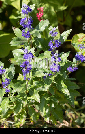 Blaue Blumen der Ende Sommer bis Anfang Herbst blühende sommergrüne Strauch, Caryopteris x clandonensis 'Grand bleu' Stockfoto