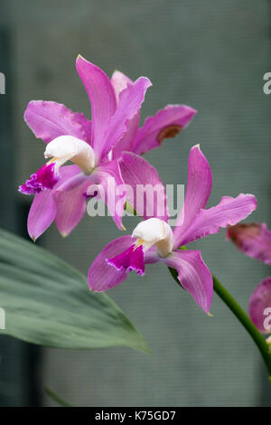 Rosa Blumen in die Spitze des warmen Orchid House Muster, Cattleya x brasiliensis Stockfoto