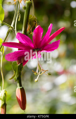 Dangling Blume der Ausschreibung Evergreen climing Passionsblume, Passiflora antioquensis "Hill House" Stockfoto