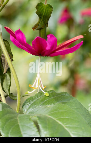 Dangling Blume der Ausschreibung Evergreen climing Passionsblume, Passiflora antioquensis "Hill House" Stockfoto