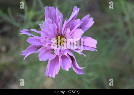 Blumen aus meinem Hinterhof Stockfoto
