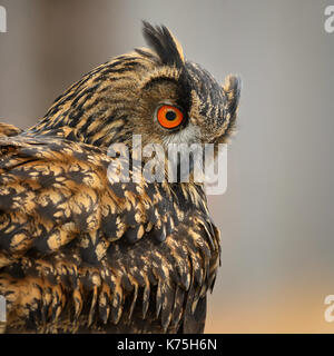 Eurasischen Uhu - Bubo bubo Stockfoto