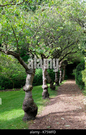 Reihe alter Prunus serrula Bäume mit knorrigen Amtsleitungen Stockfoto