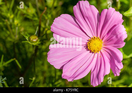 Schmuckkörbchen rosa Blume, Dorset, Großbritannien Stockfoto