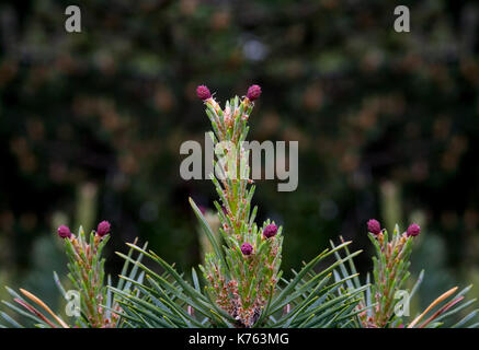 Schottische Kiefer, Kiefer (Pinus sylvestris 'Watereri', Pinus sylvestris Watereri), blühende Steckkegel Stockfoto