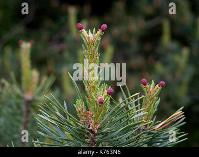 Schottische Kiefer, Kiefer (Pinus sylvestris 'Watereri', Pinus sylvestris Watereri), blühende Steckkegel Stockfoto