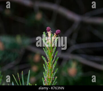 Schottische Kiefer, Kiefer (Pinus sylvestris 'Watereri', Pinus sylvestris Watereri), blühende Steckkegel Stockfoto