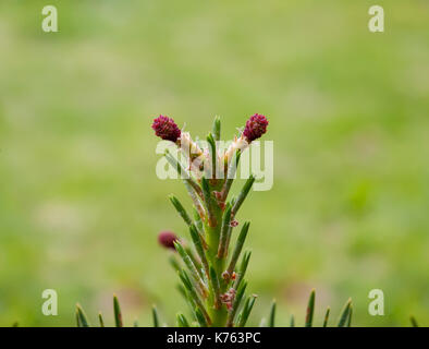 Schottische Kiefer, Kiefer (Pinus sylvestris 'Watereri', Pinus sylvestris Watereri), blühende Steckkegel Stockfoto