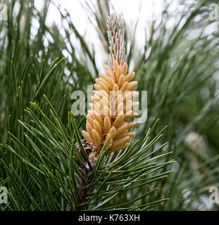 Die Wunder, die wir nicht bemerken... Kiefer Blume sieht aus wie eine tropische Frucht oder Seeanemonen. Makro Stockfoto