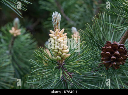 Die Wunder, die wir nicht bemerken... Kiefer Blume sieht aus wie eine tropische Frucht oder Seeanemonen. Makro Stockfoto