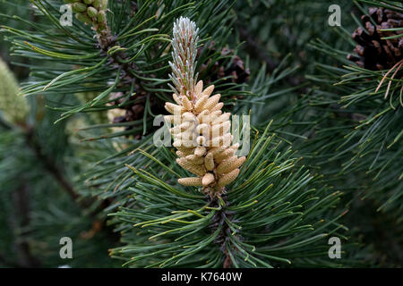 Die Wunder, die wir nicht bemerken... Kiefer Blume sieht aus wie eine tropische Frucht oder Seeanemonen. Makro Stockfoto