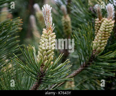 Die Wunder, die wir nicht bemerken... Kiefer Blume sieht aus wie eine tropische Frucht oder Seeanemonen. Makro Stockfoto