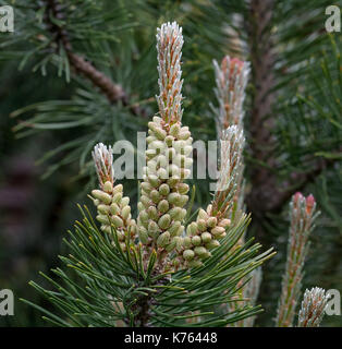 Die Wunder, die wir nicht bemerken... Kiefer Blume sieht aus wie eine tropische Frucht oder Seeanemonen. Makro Stockfoto