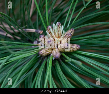 Die Wunder, die wir nicht bemerken... Kiefer Blume sieht aus wie eine tropische Frucht oder Seeanemonen. Makro Stockfoto