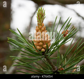 Die Wunder, die wir nicht bemerken... Kiefer Blume sieht aus wie eine tropische Frucht oder Seeanemonen. Makro Stockfoto