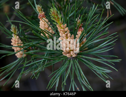 Die Wunder, die wir nicht bemerken... Kiefer Blume sieht aus wie eine tropische Frucht oder Seeanemonen. Makro Stockfoto