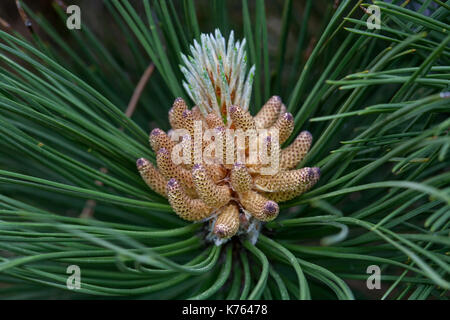 Die Wunder, die wir nicht bemerken... Kiefer Blume sieht aus wie eine tropische Frucht oder Seeanemonen. Makro Stockfoto