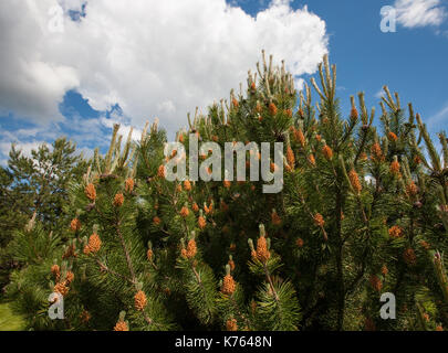 Blume Pinus montana (Pinus Mugo), blühende Steckkegel auf dem Hintergrund der blauen Himmel und weißen Wolken Stockfoto