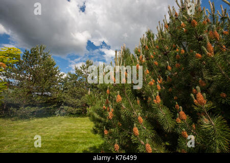 Blume Pinus montana (Pinus Mugo), blühende Steckkegel auf dem Hintergrund der blauen Himmel und weißen Wolken Stockfoto