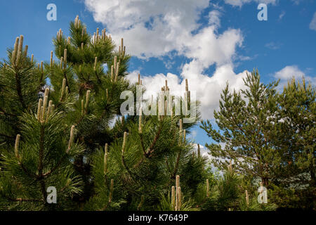 Blume Pinus montana (Pinus Mugo), blühende Steckkegel auf dem Hintergrund der blauen Himmel und weißen Wolken Stockfoto