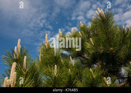 Blume Pinus montana (Pinus Mugo), blühende Steckkegel auf dem Hintergrund der blauen Himmel und weißen Wolken Stockfoto