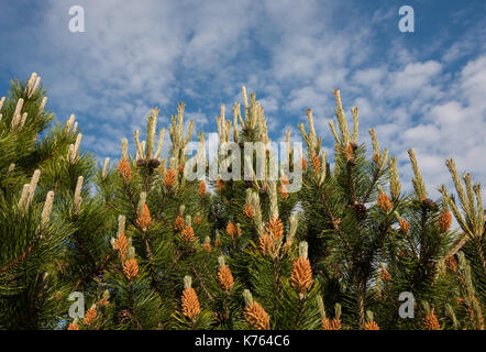 Blume Pinus montana (Pinus Mugo), blühende Steckkegel auf dem Hintergrund der blauen Himmel und weißen Wolken Stockfoto