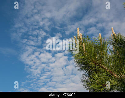 Blume Pinus montana (Pinus Mugo), blühende Steckkegel auf dem Hintergrund der blauen Himmel und weißen Wolken Stockfoto