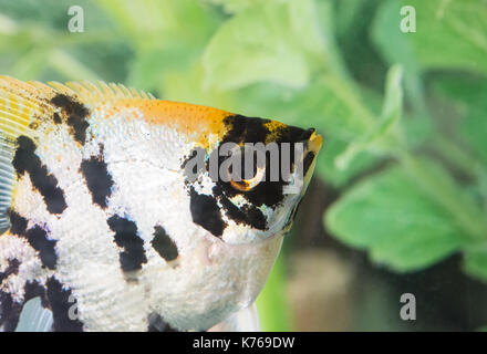 Weibliche koi Angelfish Stockfoto