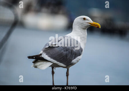 Möwe Stockfoto