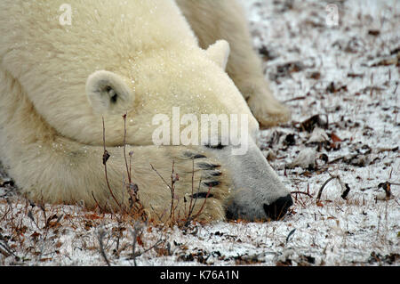 Ein Eisbär schläft in der Tundra in der Nähe von Churchill in Manitoba, Kanada Stockfoto