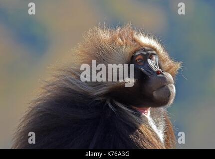 Das Porträt einer männlichen Gelada baboon. In den Simien Mountains National Park, Äthiopien genommen Stockfoto