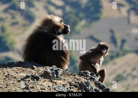 Eine junge Gelada baboon zieht ein lustiges Gesicht. In den Simien Mountains National Park genommen Stockfoto