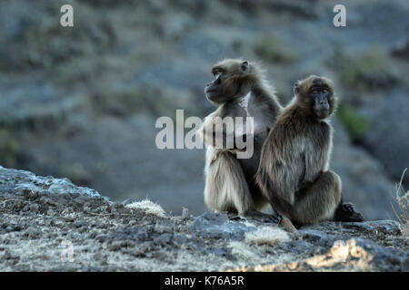 Zwei Gelada Paviane pflegen sich gegenseitig in die Simien Mountains National Park, Äthiopien Stockfoto