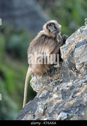 Eine weibliche Gelada baboon Sitzstangen auf eine Felswand in den Simien Mountains National Park, Äthiopien Stockfoto